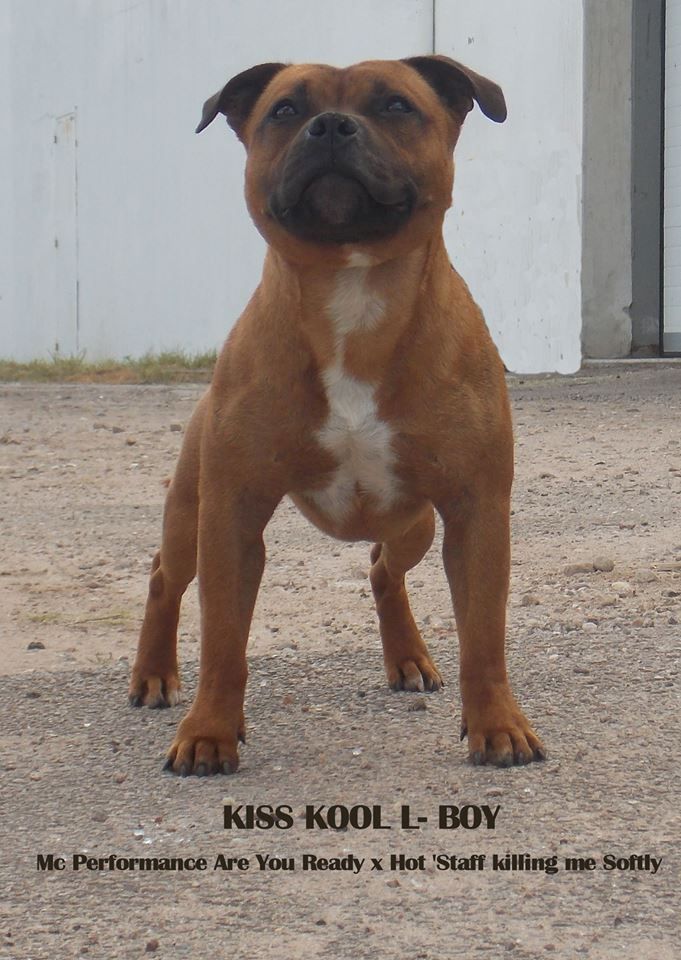Kiss Kool L-boy