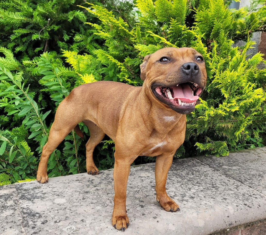 Mc performance Vahé Vient