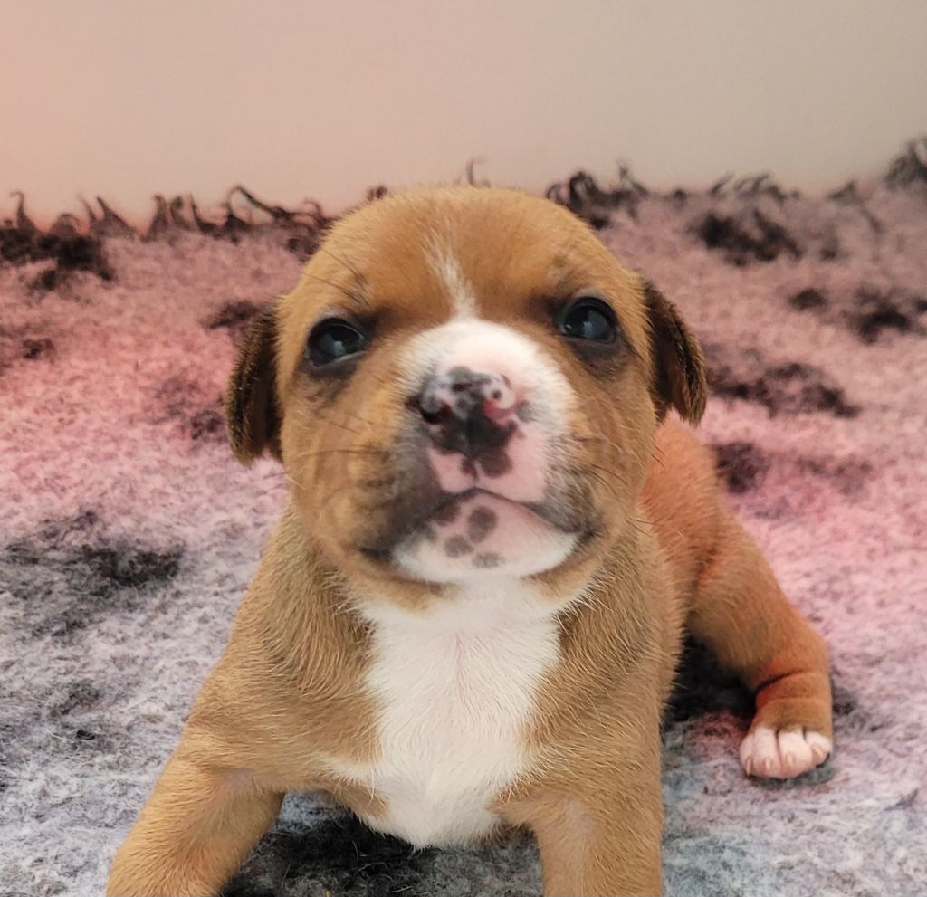 Chiots disponibles début juillet : 2 mâles et 2 femelle