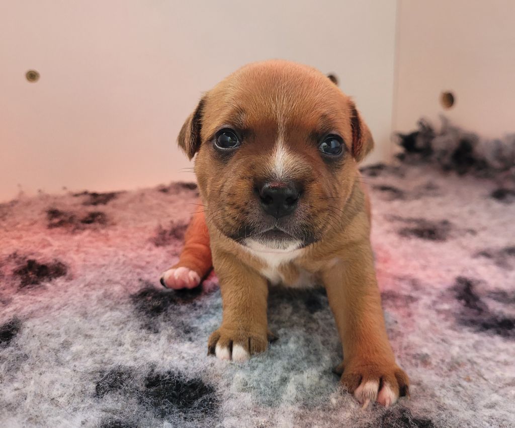 Kiss Kool - Chiots disponibles - Staffordshire Bull Terrier