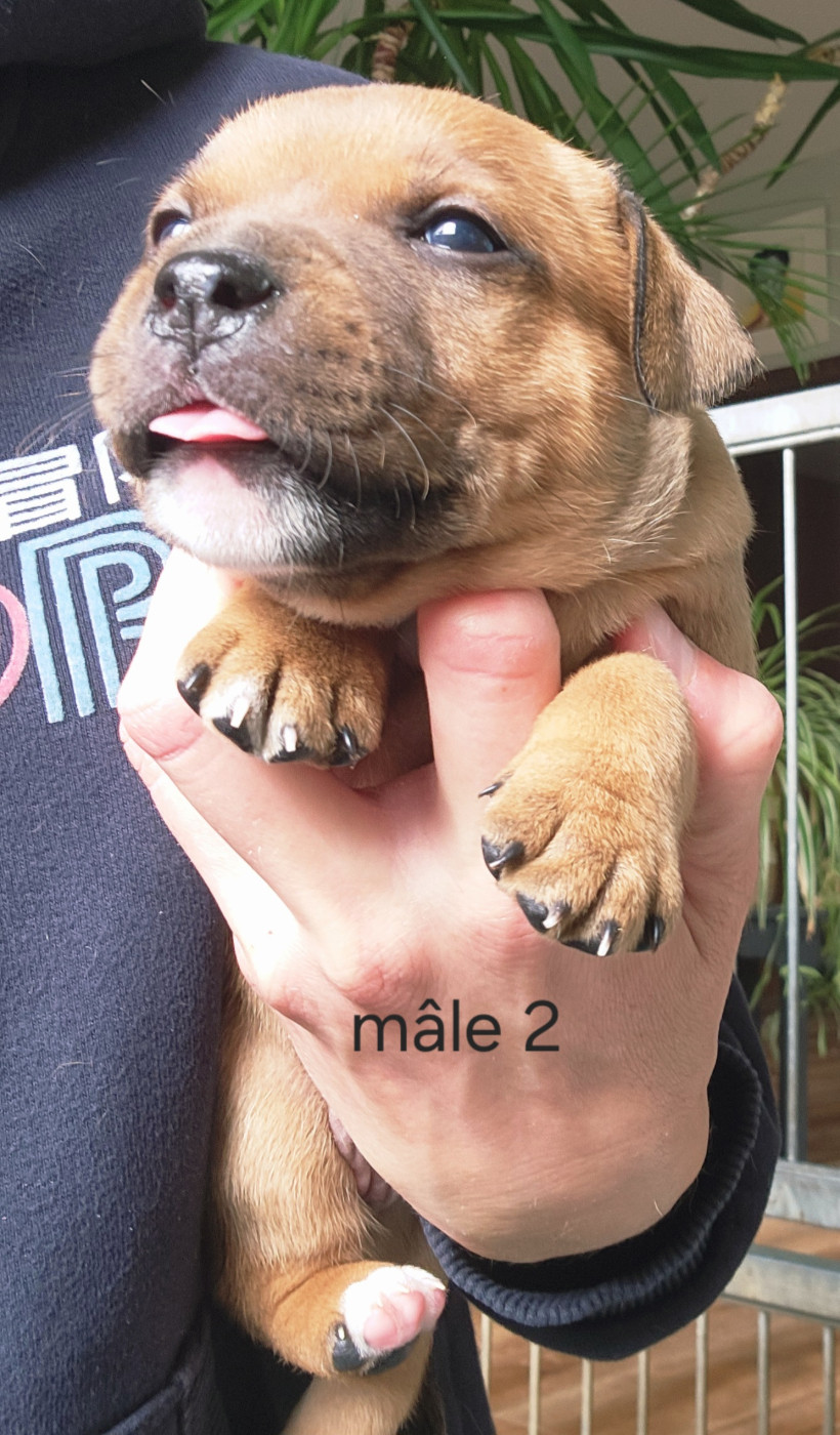 Kiss Kool - Chiots disponibles - Staffordshire Bull Terrier