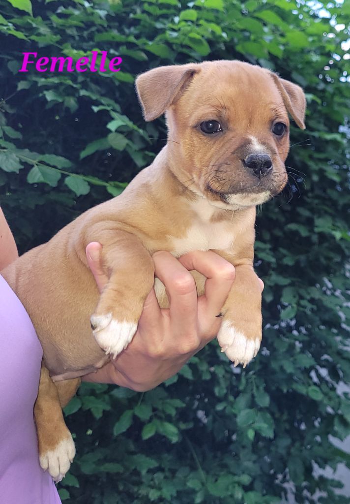 Kiss Kool - Chiots disponibles - Staffordshire Bull Terrier