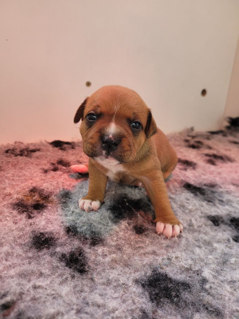 Kiss Kool - Chiots disponibles - Staffordshire Bull Terrier