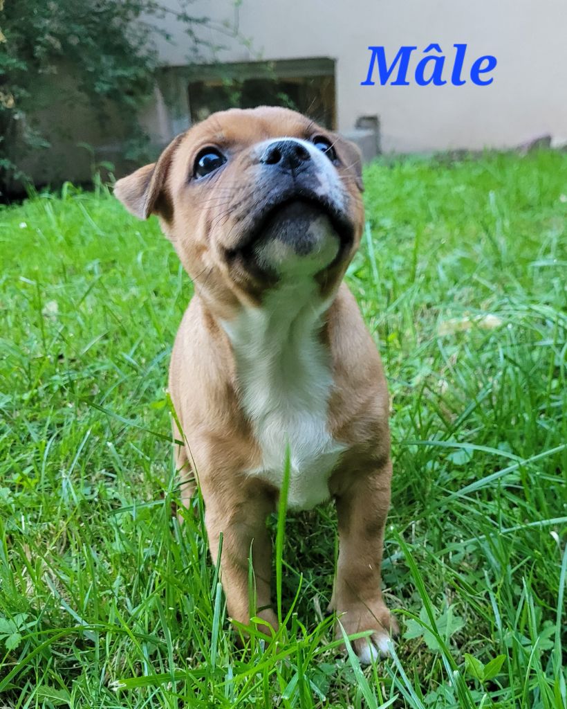 Kiss Kool - Chiots disponibles - Staffordshire Bull Terrier