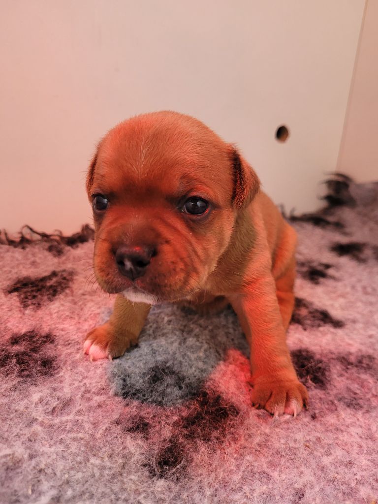 Kiss Kool - Chiots disponibles - Staffordshire Bull Terrier